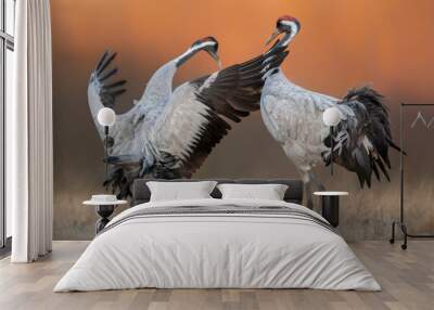 Common crane ( Grus grus ) pair mating Wall mural