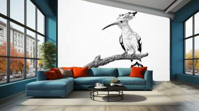 Eurasian hoopoe ( Upupa epops ) sketch Wall mural