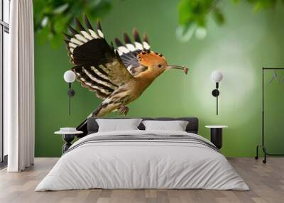 Eurasian hoopoe bird feeding juvenile ( Upupa epops ) Wall mural