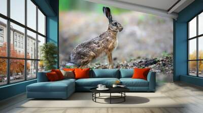 European hare ( Lepus europaeus ) close up Wall mural