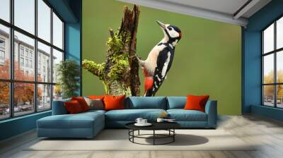 Great Spotted Woodpecker (Dendrocopos major) Wall mural