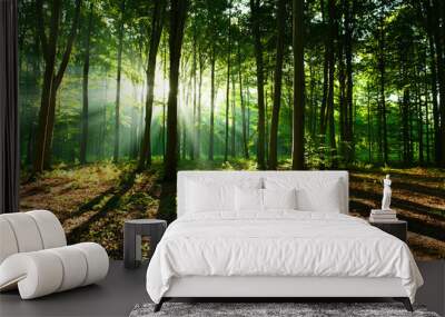 Morning in the forest Wall mural