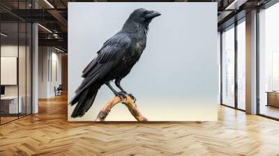 Raven (Corvus corax) Wall mural