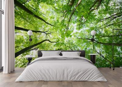 Tree canopies Wall mural