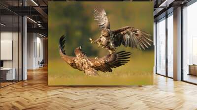 White tailed eagle (Haliaeetus albicilla) fighting in autumn scenery Wall mural