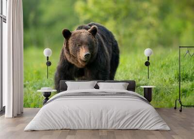 Wild brown bear ( Ursus arctos ) Wall mural