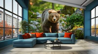 Wild brown bear (Ursus arctos) close up Wall mural