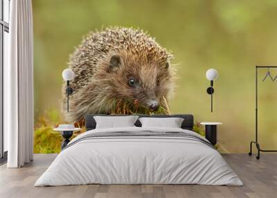 Young hedgehog in natural habitat Wall mural