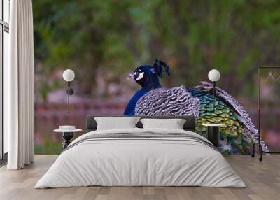 Peacock, bird, animal, fauna, spain, aranjuez, colors, feathers, Wall mural