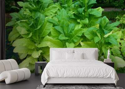 tobacco, plant, cultivated, nature, botany, greenery, fresh, aft Wall mural