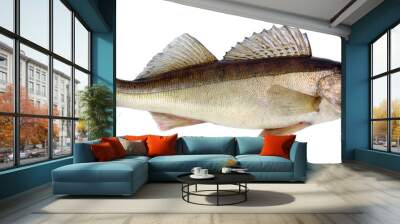 European walleye fish isolated on white background Wall mural