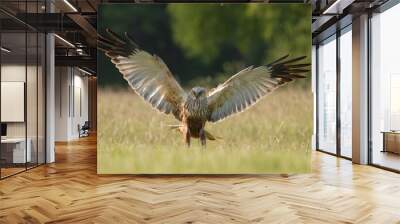 Western marsh harrier, Eurasian marsh harrier - Circus aeruginosus in landing with spread wings. Green background. Photo from Lubusz Voivodeship in Poland.	 Wall mural