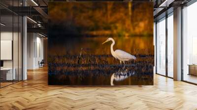 White heron in the rays of the setting sun. Wall mural