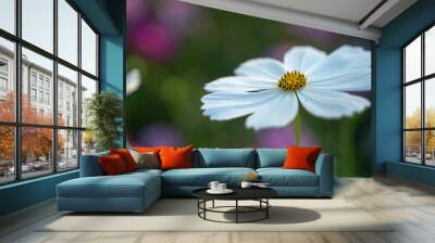 Cosmos flowers on blur background. Wall mural