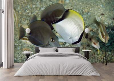 Fish Medley Wall mural