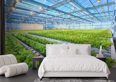 Green salad growing in greenhouse Wall mural