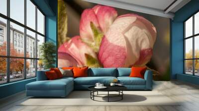 Apple flower bud close up look ready to bloom in sun Wall mural