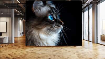 Fluffy Ragdoll cat with striking blue eyes against a dark background closeup shot with soft lighting capturing the texture of its fur and calm expression Wall mural