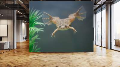 exotic yellow  frog swim in an aquarium Wall mural