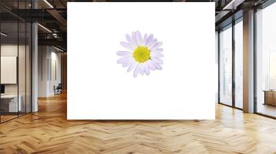 Isolated white flowers on white background. Make clipping path. Wall mural