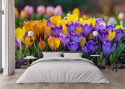 Vibrant Yellow and Purple Crocus Flowers Blooming in Spring Season Soil with Natural Sunlight Wall mural