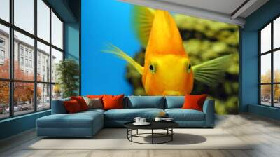 Fish parrot in water Wall mural