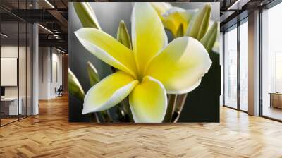 White and yellow plumeria flowers on a tree Wall mural