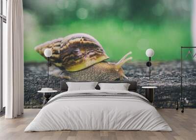 background snail action. Wall mural