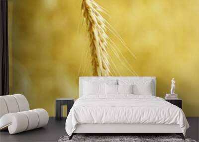 yellow ear of wheat, agriculture, grain and cereals Wall mural