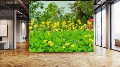 Beautiful Pinto Peanut flower on nature background Wall mural