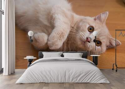 Close up of cute cat lying on wooden floor. Wall mural