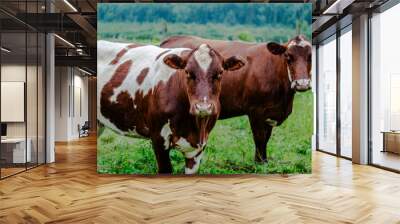 Cows grazing on farm meadows in the mountains  Wall mural