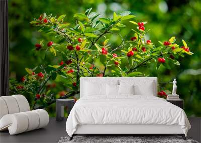 Tatarian Honeysuckle shrub with red berries  Wall mural