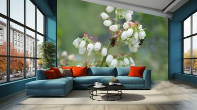 Flowering Canadian blueberry Wall mural