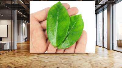 two green leaf on hands Wall mural