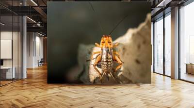 Animal cricket in farming on egg tray. Close up cricket alone, top view Wall mural