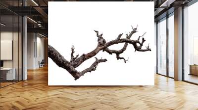 Branch of dead tree with clipping path isolated on white background. Wall mural