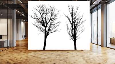 two dead tree isolated on white background Wall mural