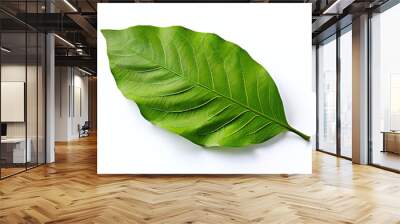 Green Cocoa Leaf, Isolated Cut-out on White Background Wall mural