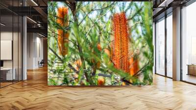 Banksia native Australian plant. The native flora and wildlife of Australia seen on a national park bushwalk in Sydney. Wall mural