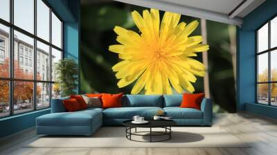 yellow flower of dandelion on black background Wall mural