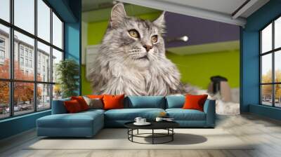 chat de race maine coon Wall mural