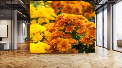 closeup of colorful chrysanthemums at gardening store Wall mural