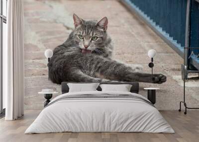 portrait of grey cat doing his toilet lying with tongue in the street on cobbelstone floor Wall mural