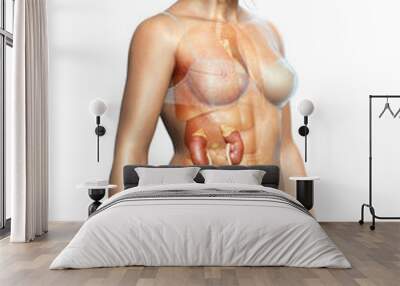 3d rendered, medically accurate illustration of female   kidneys Wall mural