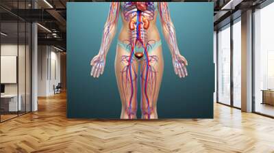 3d rendered, medically accurate illustration of the female kidneys and circulatory system Wall mural