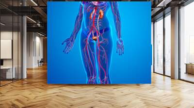 3d rendered, medically accurate illustration of the female kidneys and circulatory system Wall mural