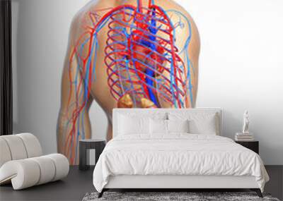 3d rendered, medically accurate illustration of the kidneys and circulatory system Wall mural