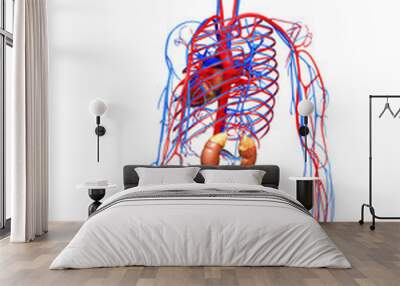 3d rendered, medically accurate illustration of the kidneys and circulatory system Wall mural