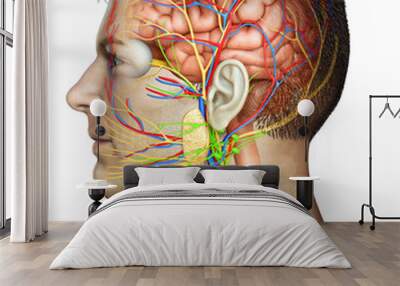 3d rendered medically accurate illustration of a male brain anatomy Wall mural